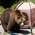 What should i do if there is a bear nearby while camping?
