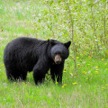 How do you deal with black bears while camping?