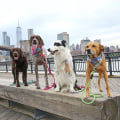Are there any pet-friendly weekend getaways from nyc?